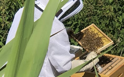 Bijenkasten op Fort Buitensluis